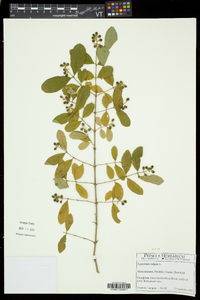 Ligustrum vulgare image