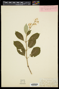 Syringa josikaea image