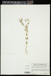 Centaurium pulchellum image