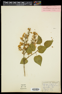 Syringa vulgaris image