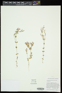 Centaurium pulchellum image