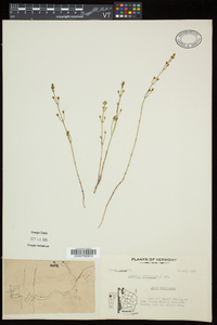 Bartonia virginica image