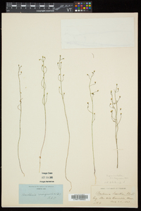 Bartonia paniculata image