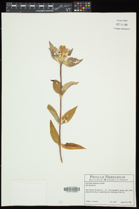 Gentiana andrewsii var. andrewsii image