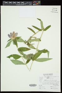 Gentiana andrewsii image