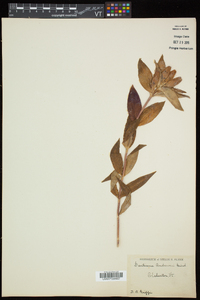 Gentiana andrewsii image