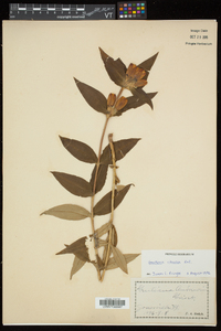 Gentiana clausa image