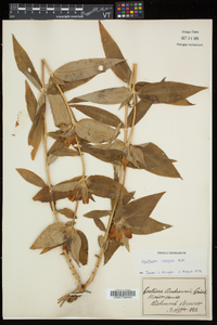 Gentiana clausa image