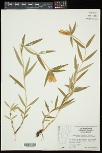 Gentiana linearis image