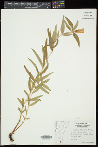 Gentiana linearis image