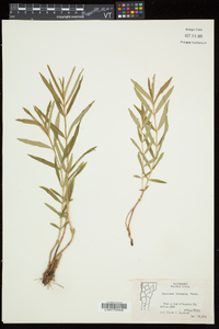 Gentiana linearis image