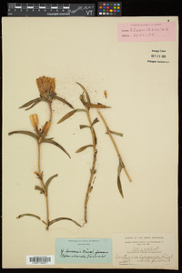 Gentiana linearis image