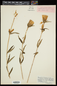 Gentiana linearis image