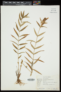 Gentiana linearis image