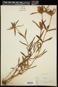 Gentiana linearis image