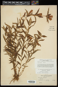 Gentiana linearis image