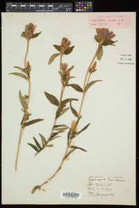 Gentiana linearis image