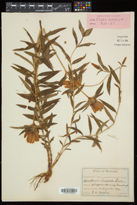 Gentiana linearis image