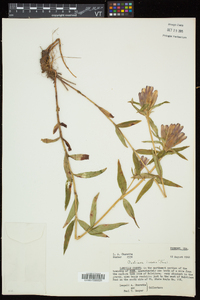 Gentiana linearis image