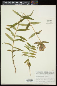 Gentiana linearis image