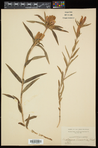 Gentiana linearis image