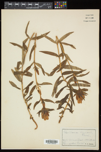 Gentiana linearis image