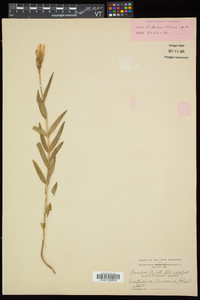 Gentiana linearis image