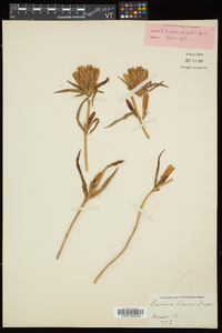 Gentiana linearis image