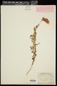 Gentiana linearis image