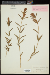 Gentiana linearis image