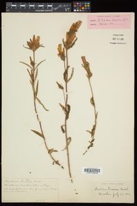 Gentiana linearis image