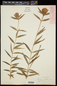 Gentiana linearis image