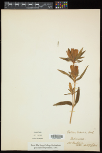 Gentiana linearis image