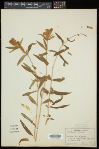 Gentiana linearis image