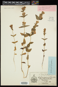 Gentianella quinquefolia subsp. quinquefolia image