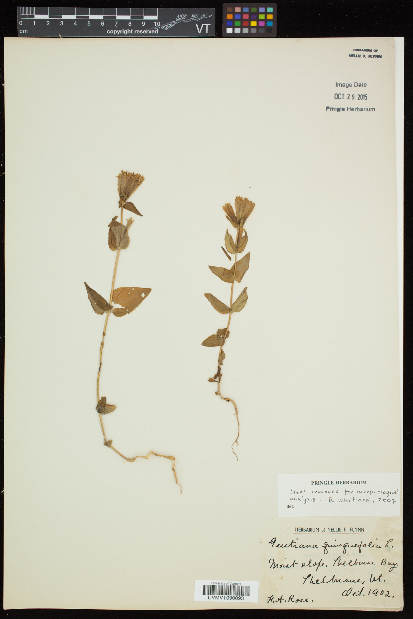Gentianella quinquefolia subsp. quinquefolia image