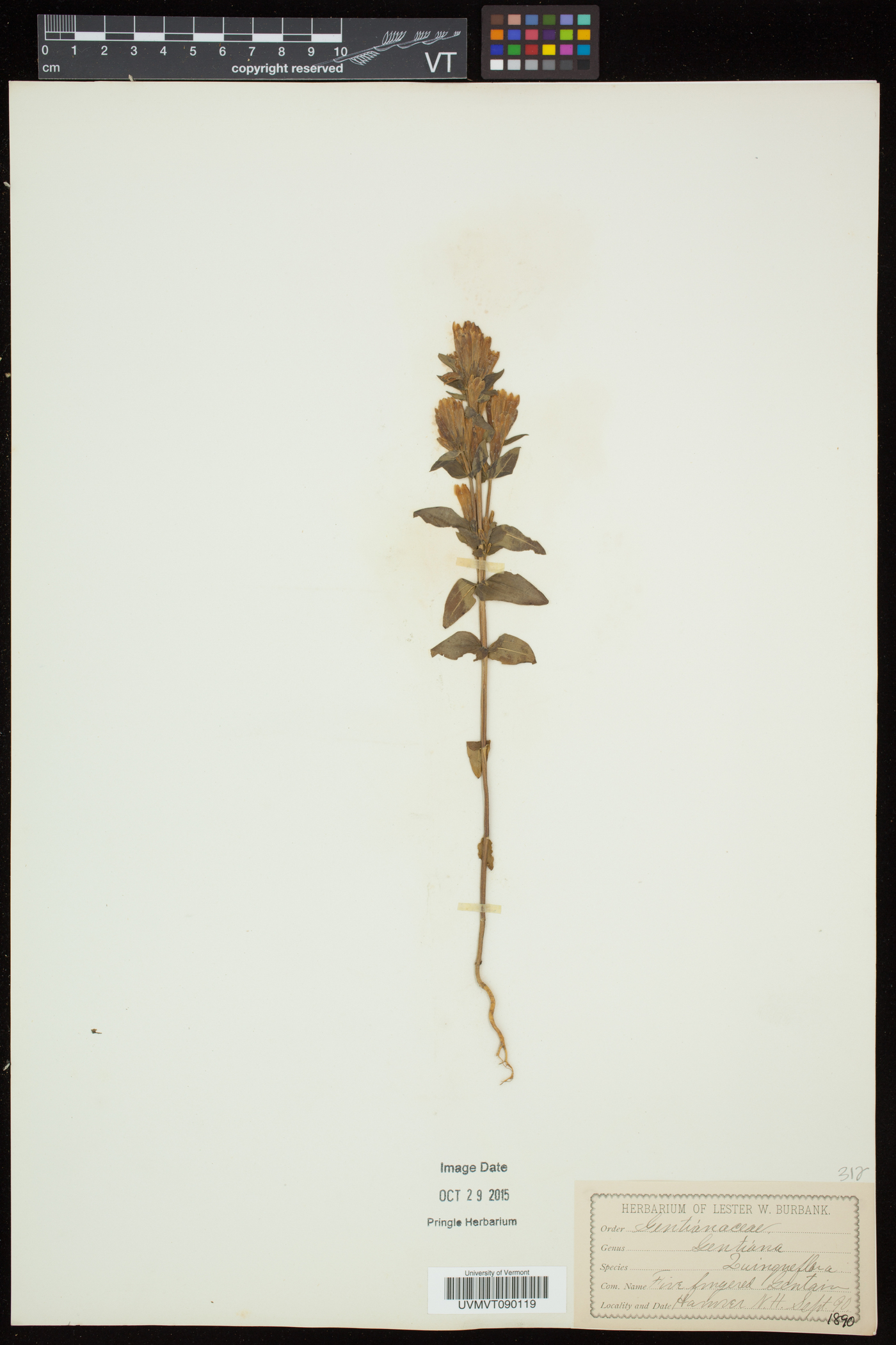 Gentianella quinquefolia subsp. quinquefolia image