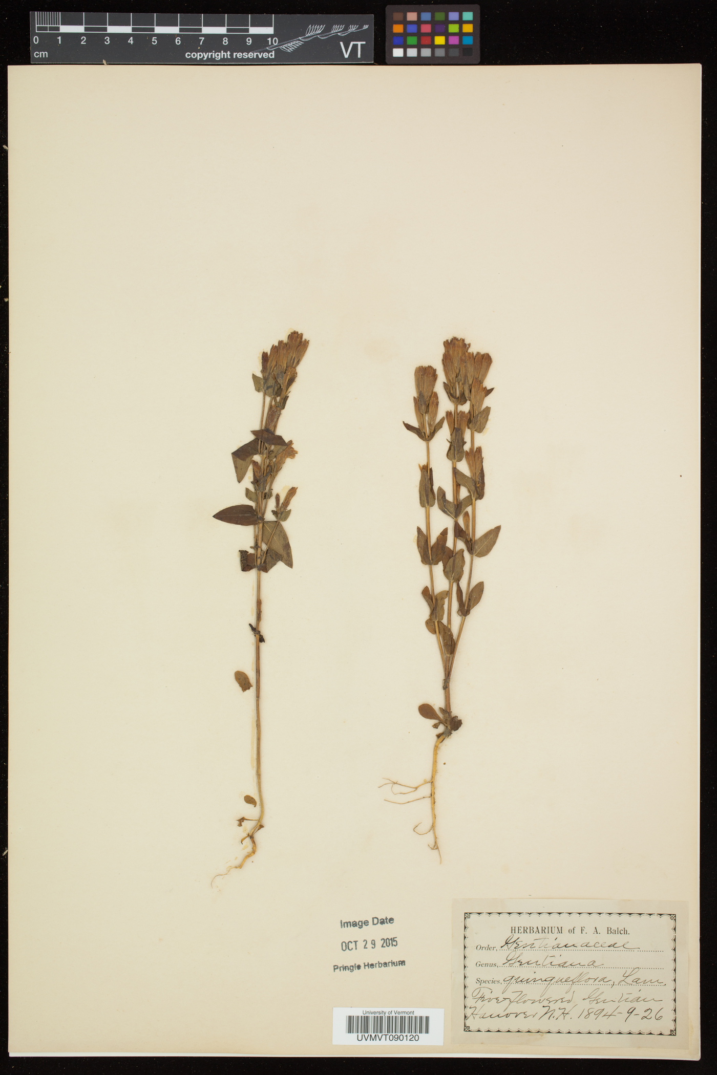 Gentianella quinquefolia subsp. quinquefolia image
