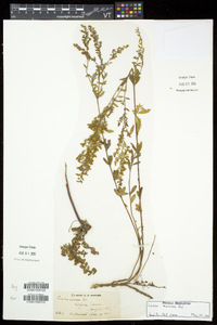 Lechea mucronata image