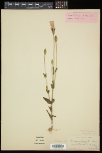 Gentianopsis crinita image