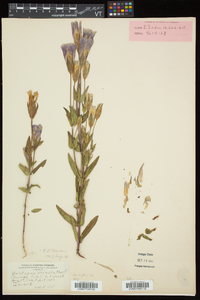 Gentianopsis crinita image