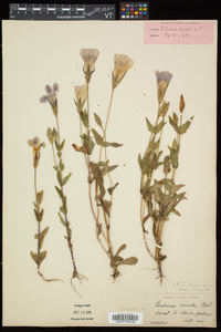 Gentianopsis crinita image