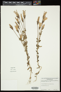 Gentianopsis crinita image