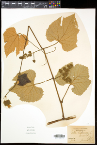 Vitis labrusca image