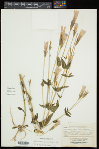 Gentianopsis crinita image