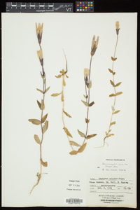 Gentianopsis crinita image