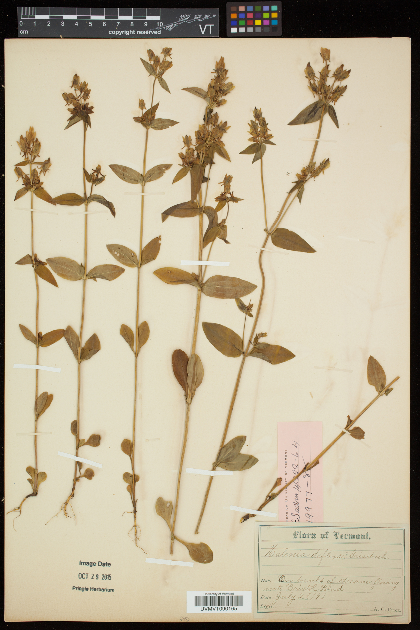 Halenia deflexa subsp. deflexa image