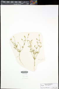 Polygala verticillata image