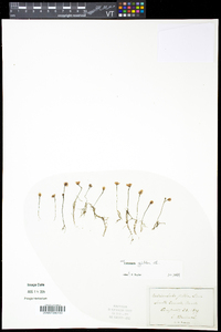 Utricularia gibba image