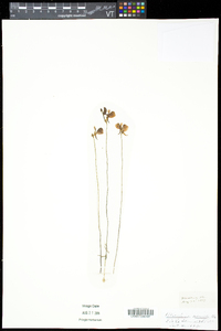 Utricularia cornuta image